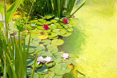 Nenufar Water Lilies on green water pond clipart