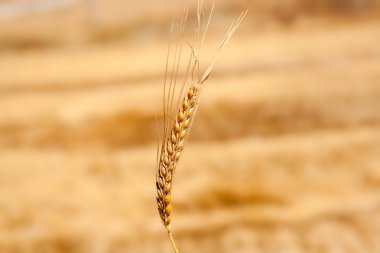 Cereal spike in wheat golden field clipart