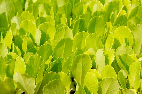 Lettuce green little sprouts growing — Stock Photo, Image