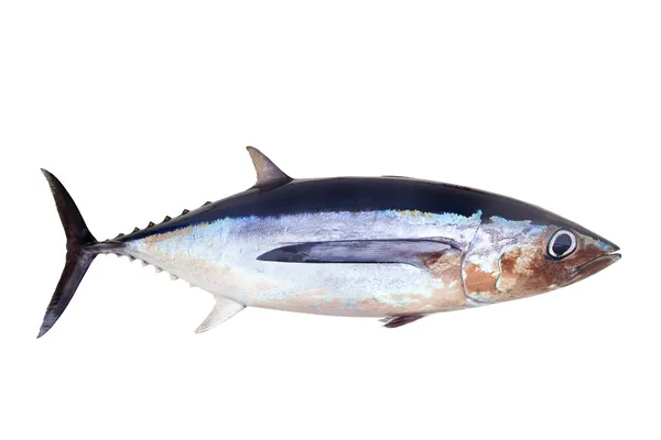 Långfenad tonfisk thunnus alalunga — Stockfoto