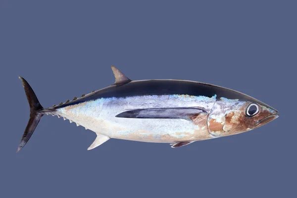 Albacore tuna fish Thunnus Alalunga — Stock Photo, Image