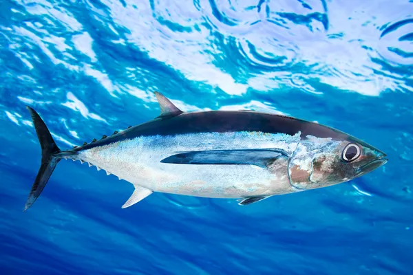 Альбакорский тунец Thunnus Alalunga — стоковое фото