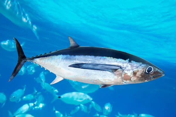 Křídlatého tuňáka thunnus alalunga — Stock fotografie