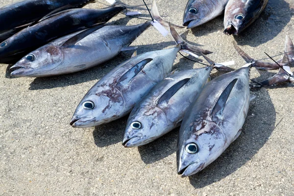 Långfenad tonfisk thunnus alalunga fångst — Stockfoto