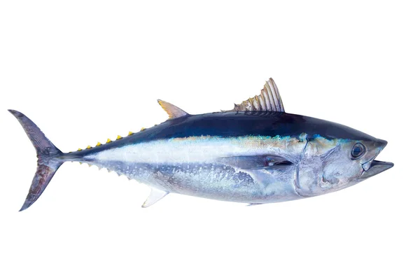 Atum rabilho Thunnus thynnus peixe de água salgada — Fotografia de Stock