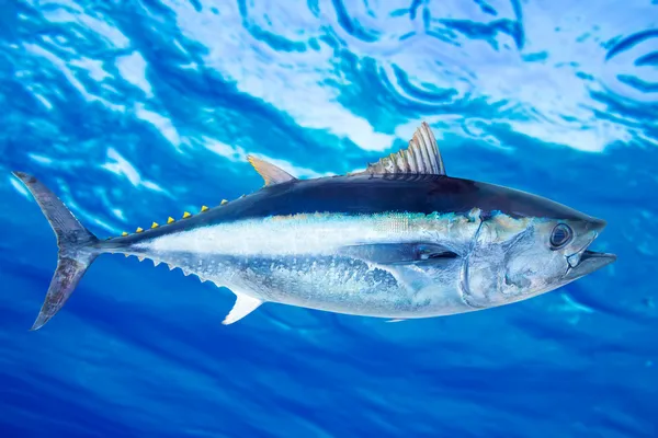 Atún rojo Thunnus thynnus pescado de agua salada — Foto de Stock