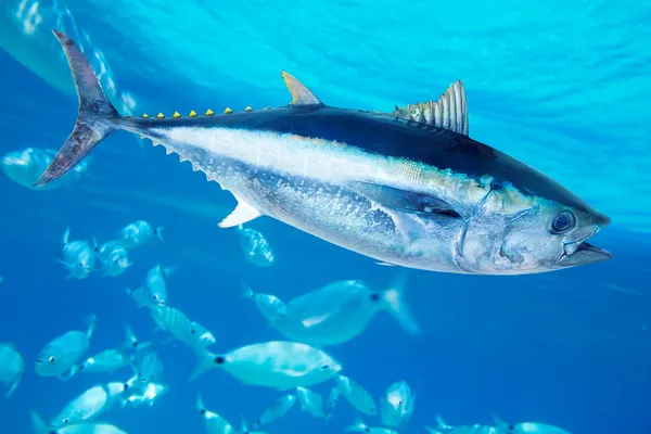 Tuńczyka błękitnopłetwego thunnus thynnus ryby morskie — Zdjęcie stockowe