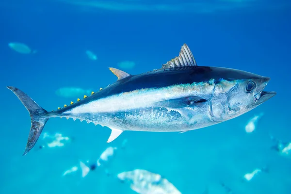 クロマグロ トゥヌス ・ ティヌス海水魚 — ストック写真
