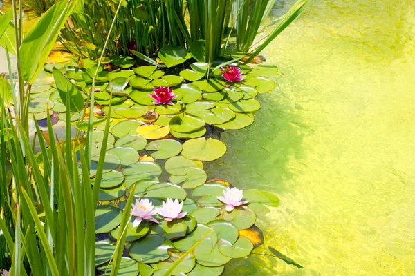 Nenufar waterlelies op groen water vijver — Stockfoto