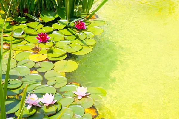 Nenufar Water Lilies on green water pond — Stock Photo, Image