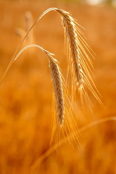 Goldener Weizen zwei Ähren reifes Getreide — Stockfoto