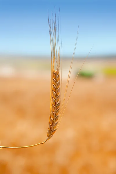 Cereal spike in wheat golden field — Stock Photo, Image