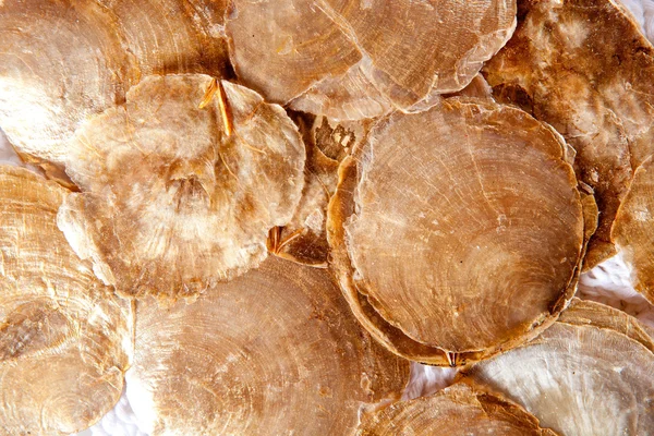 Mother of pearl brown round shells — Stock Photo, Image