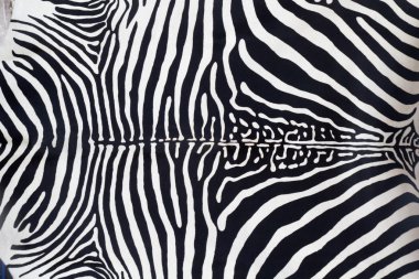 Zebra leather skin texture painted clipart