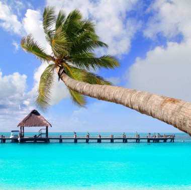 Palm tree in tropical perfect beach clipart