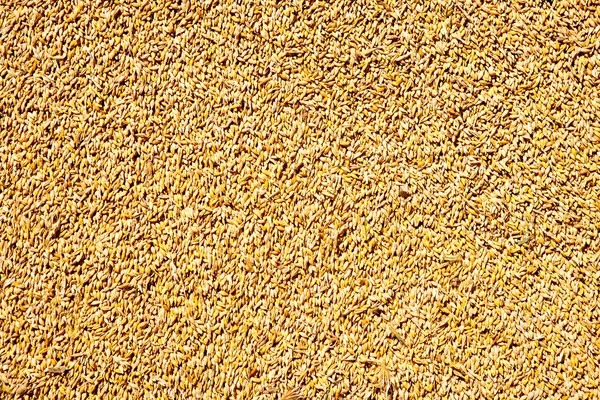 Cereal wheat grain texture pattern — Stock Photo, Image