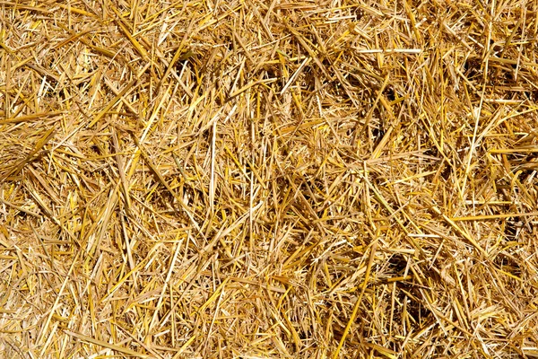 Granen stro net na de oogst — Stockfoto