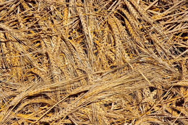 Зерновые шипы пшеницы на заднем плане — стоковое фото