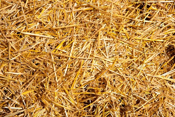 Granen stro net na de oogst — Stockfoto