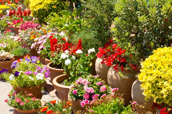 Jardin de fleurs espagnols détail en Espagne — Photo