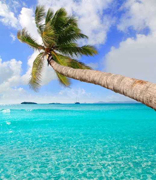 Palmowe drzewo w tropikalnej plaży idealne na Ibizie — Zdjęcie stockowe
