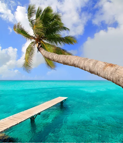Palme am tropischen perfekten Strand — Stockfoto