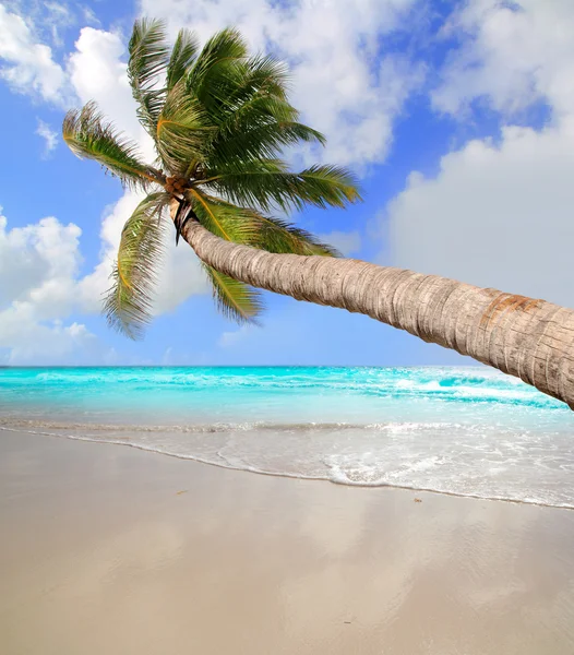 Palmboom in tropische perfecte strand — Stockfoto