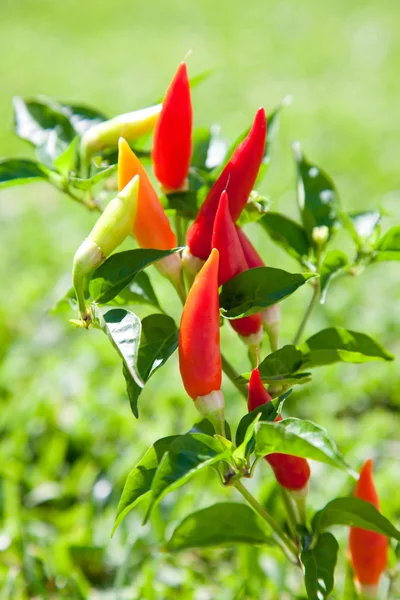 Chili hete pepers fabriek in rood en oranje — Stockfoto
