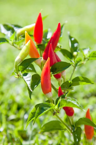 Chili hete pepers fabriek in rood en oranje — Stockfoto