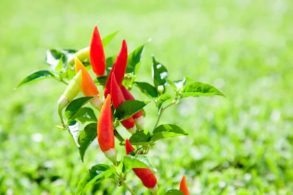 Φυτό καυτά πιπέρια τσίλι σε κόκκινο και πορτοκαλί — Φωτογραφία Αρχείου