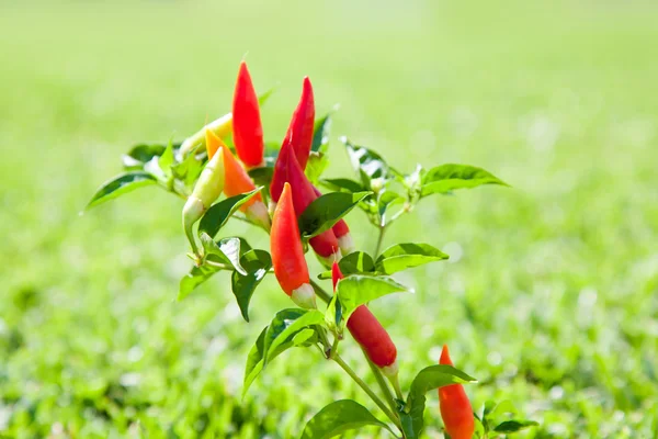 辣椒辣椒植物中红色和橙色 — 图库照片