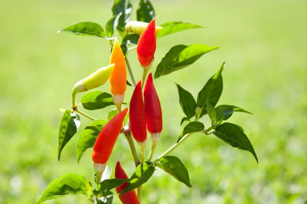 Pimenta pimentão plantas em vermelho e laranja — Fotografia de Stock