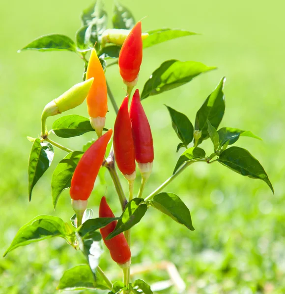辣椒辣椒植物中红色和橙色 — 图库照片