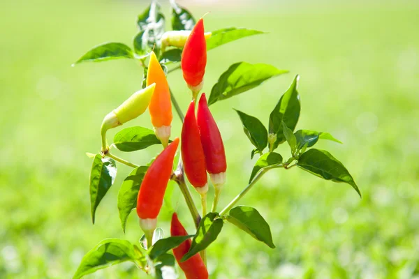 Chili ardei iute plante în roșu și portocaliu — Fotografie, imagine de stoc