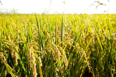 tahıl pirinç tarlaları olgun dikenli