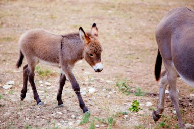 Baby donkey mule with mother clipart