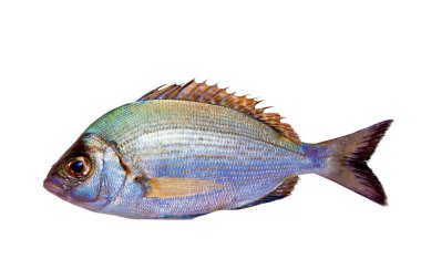 Diplodus sargus white sea bream isolated clipart