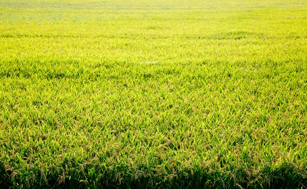 Getreide-Reisfelder mit reifen Ähren — Stockfoto