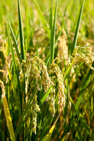 Зерновые рисовые поля с спелыми шипами — стоковое фото