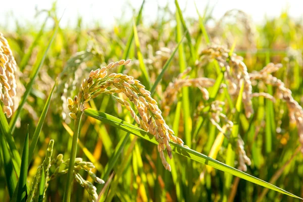 麦片稻田与成熟的峰值 — 图库照片