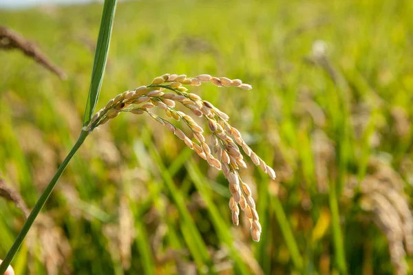 Зерновые рисовые поля с спелыми шипами — стоковое фото