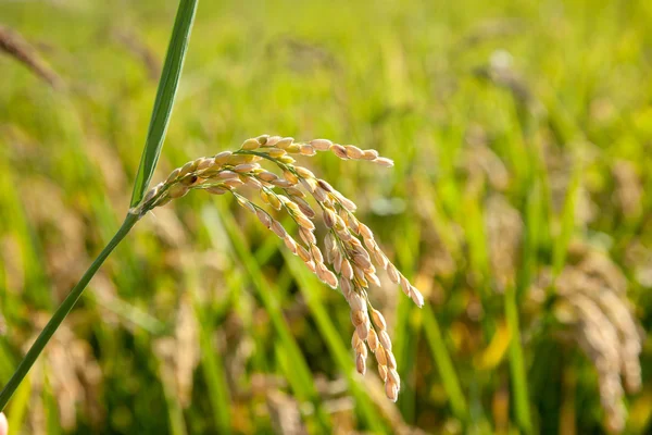 Зернові рисові поля зі стиглими шипами — стокове фото