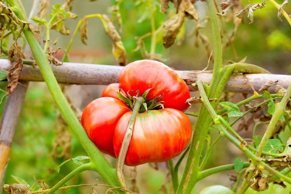 Выращивание спелых помидоров в растительной отрасли — стоковое фото