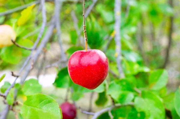 Яблоко красное висит на ветке дерева — стоковое фото