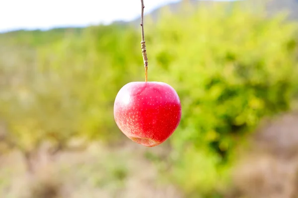 Jabłko czerwone zwisające z gałęzi drzewa — Zdjęcie stockowe