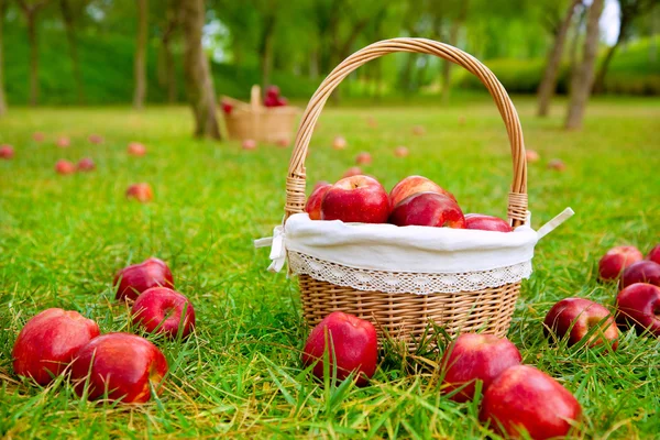 Pommes dans le panier sur un champ d'herbe — Photo