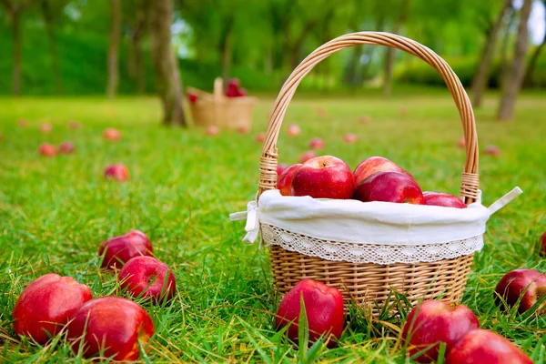 Manzanas en cesta en un campo de árboles de hierba — Foto de Stock
