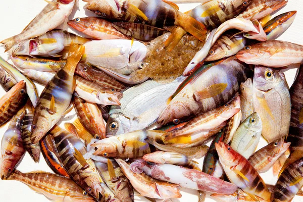 Catch of fish in Mediterranean bream squid — Stock Photo, Image