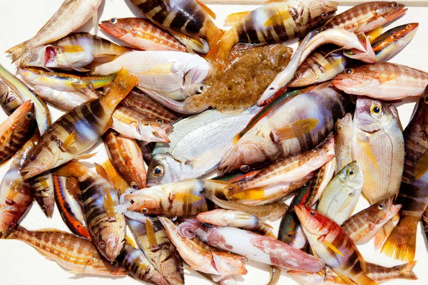 지중해 도미 오징어에 물고기의 캐치 — 스톡 사진