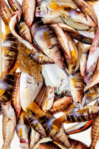 Ловити риб Середземноморського лящ кальмар — стокове фото